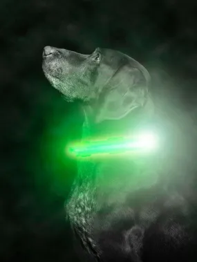 Mighty Paw LED Dog Collar - Two Light Strips, Rechargeable & Weather-Resistant